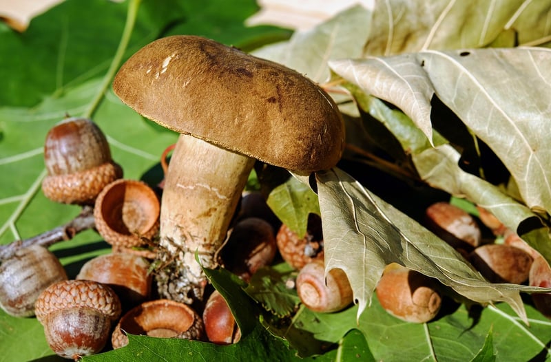 Elf-grown Edibles