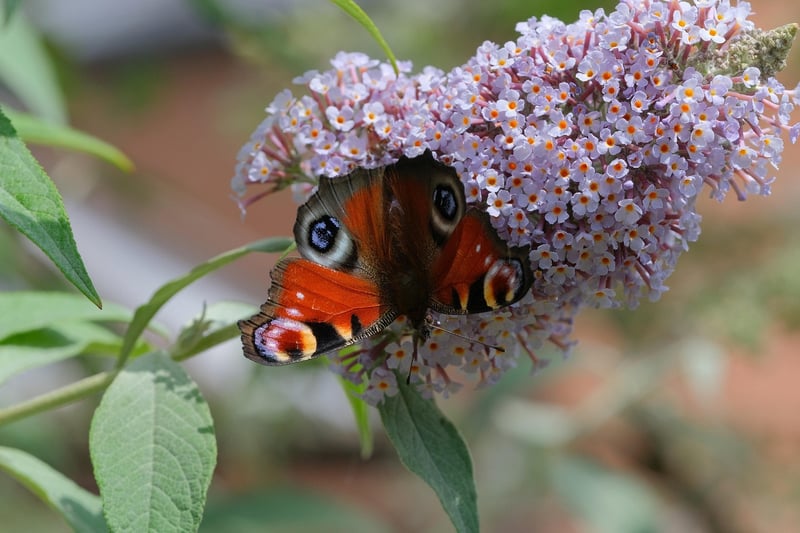 Butterfly Bush