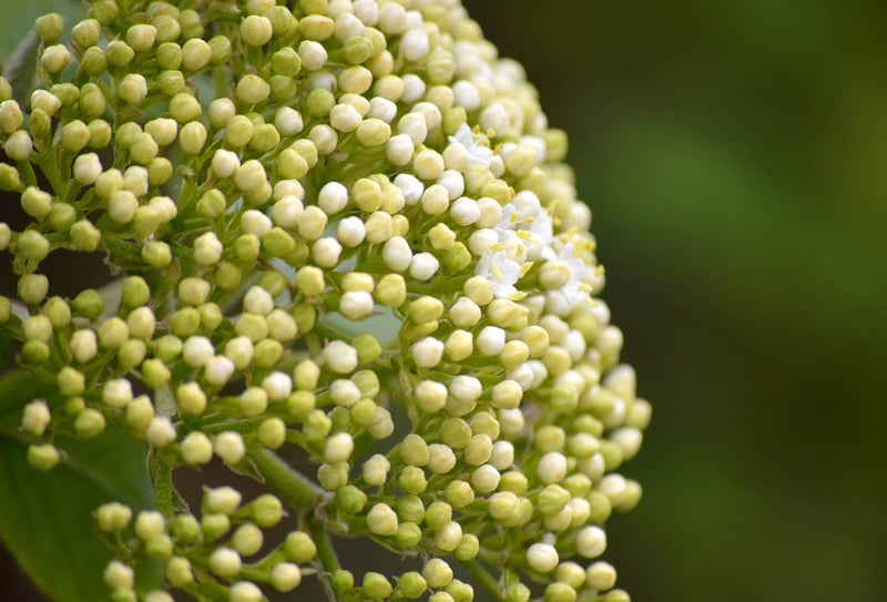 Enchanted Elderberries