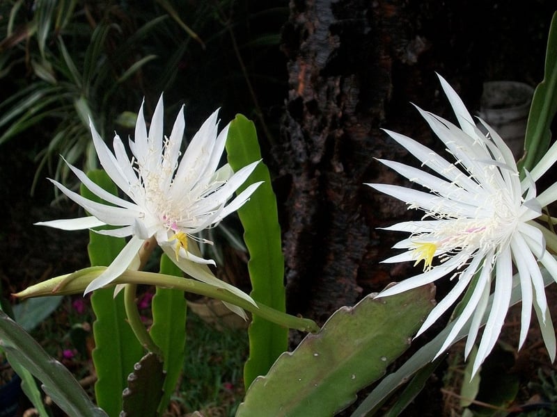Orchid Cacti