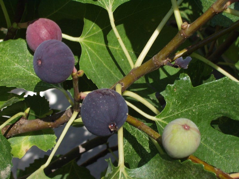 Faerie Figs