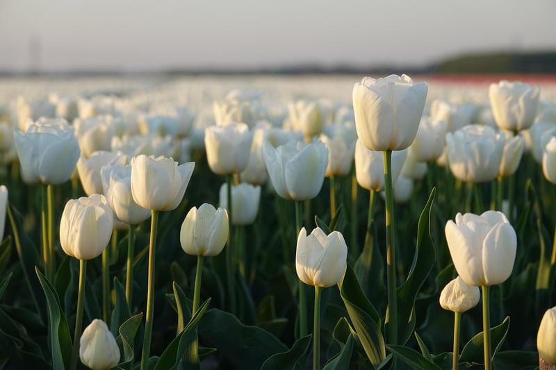 Netherlands Tulips Field
